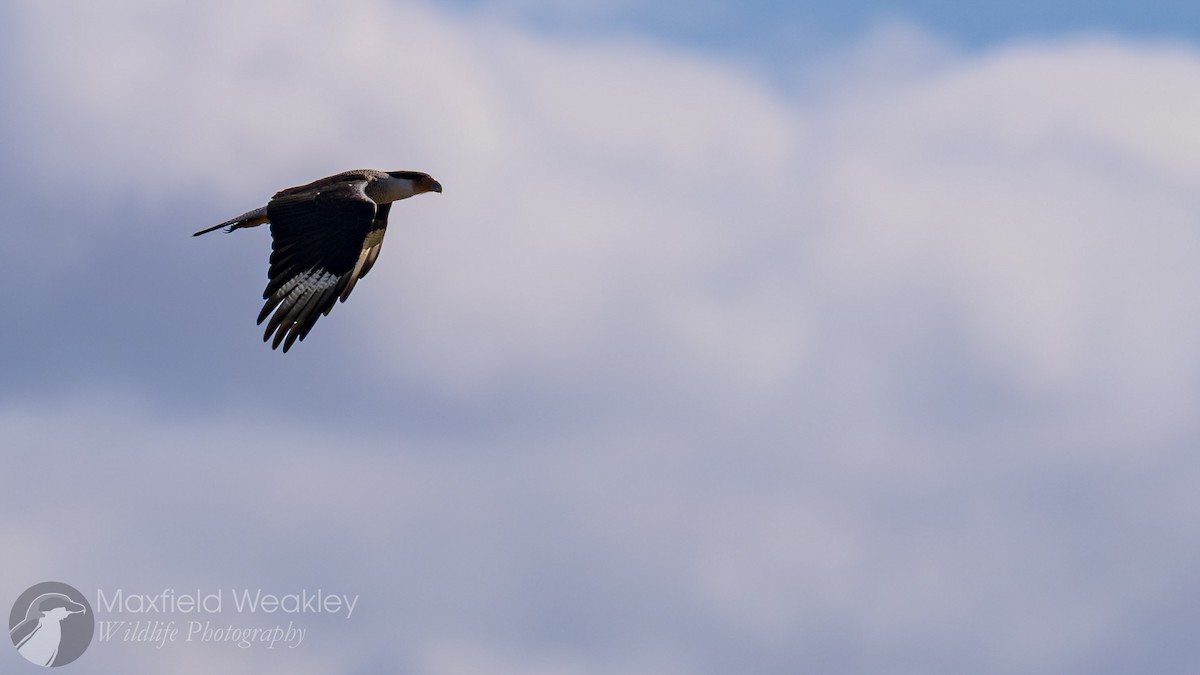 ミナミカラカラ（cheriway ） - ML644522646