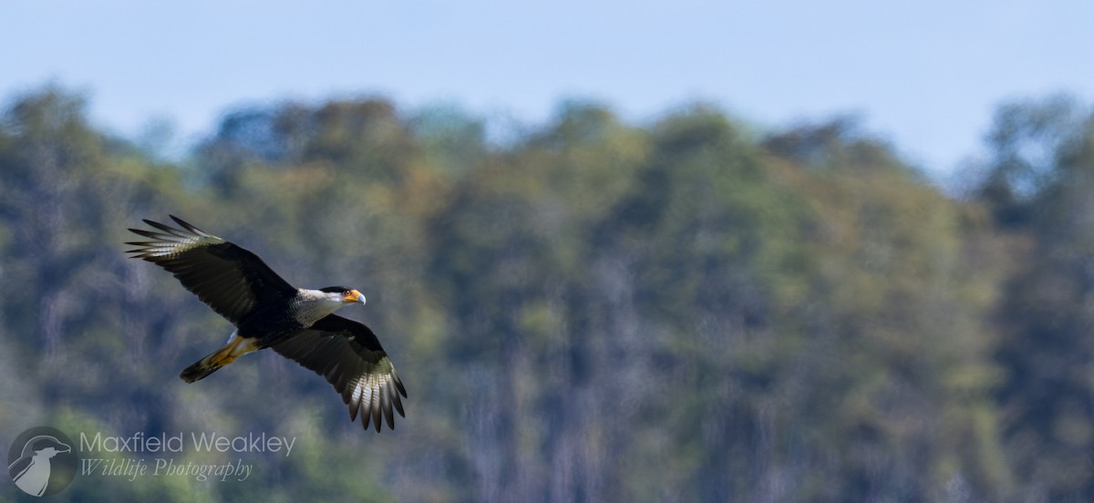 ミナミカラカラ（cheriway ） - ML644522648