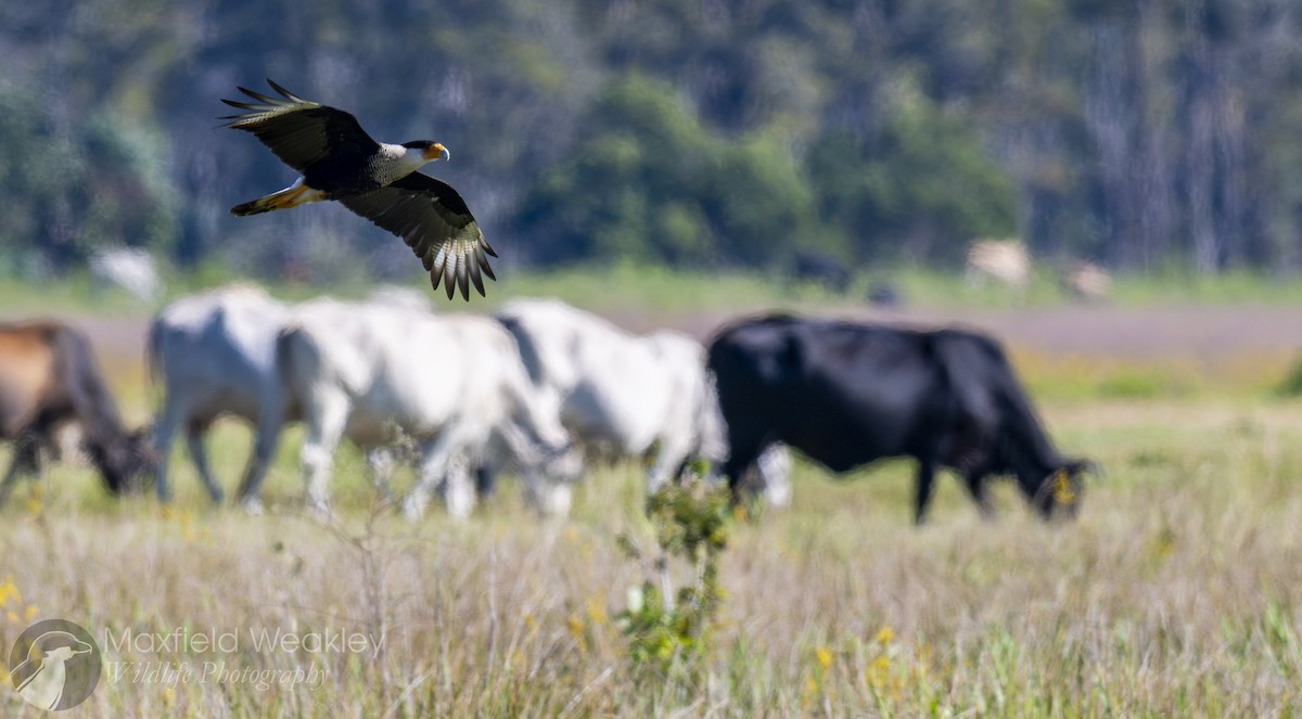 ミナミカラカラ（cheriway ） - ML644522649