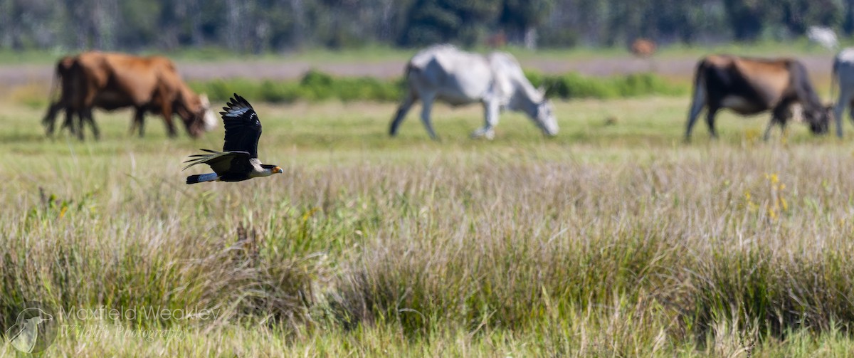 ミナミカラカラ（cheriway ） - ML644522650