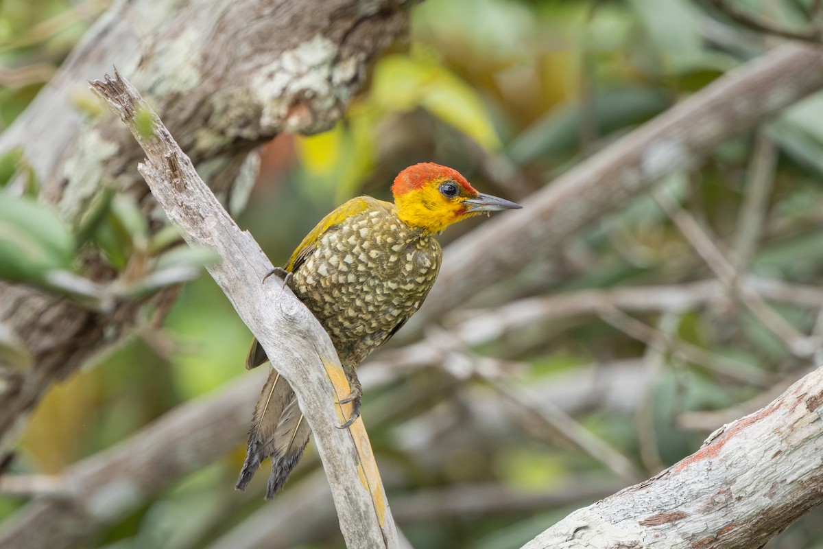 Yellow-throated Woodpecker - ML644522652