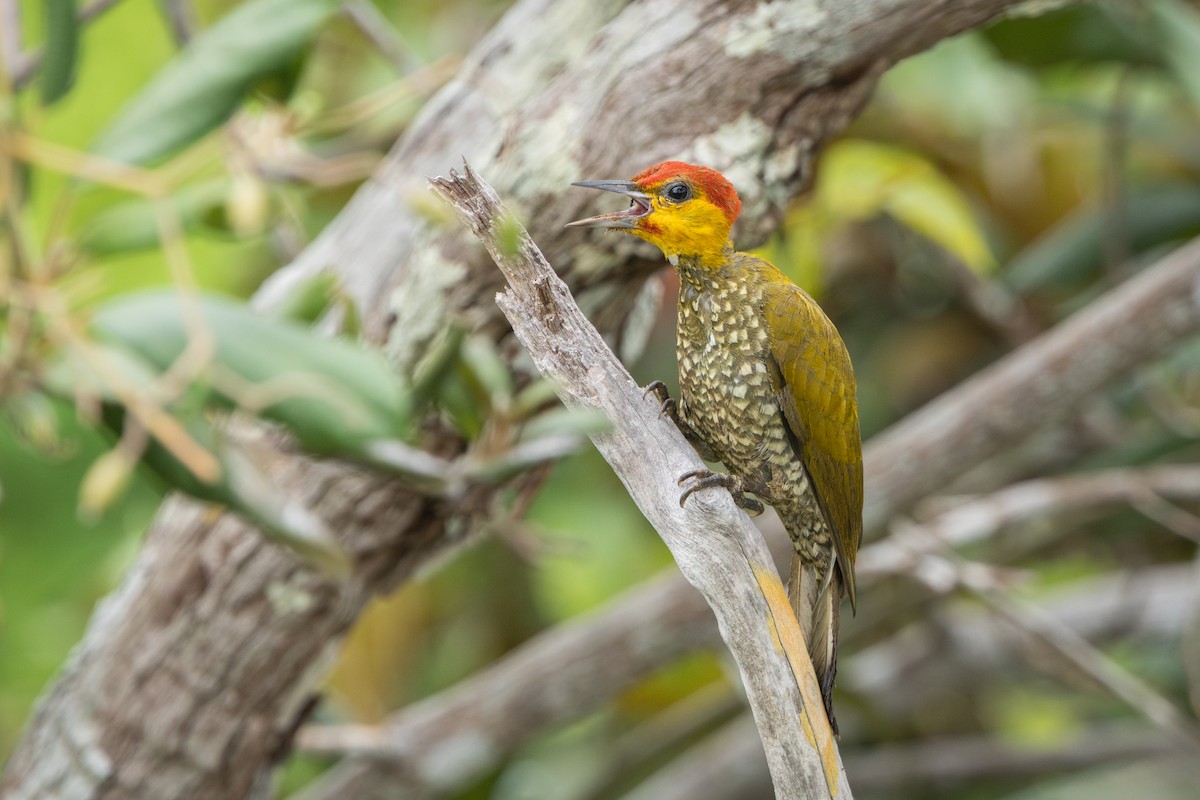 Yellow-throated Woodpecker - ML644522654