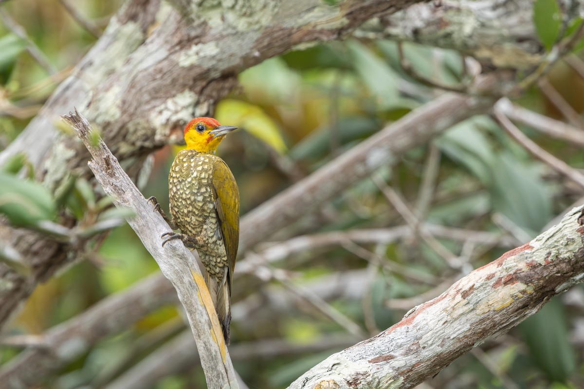 Yellow-throated Woodpecker - ML644522656