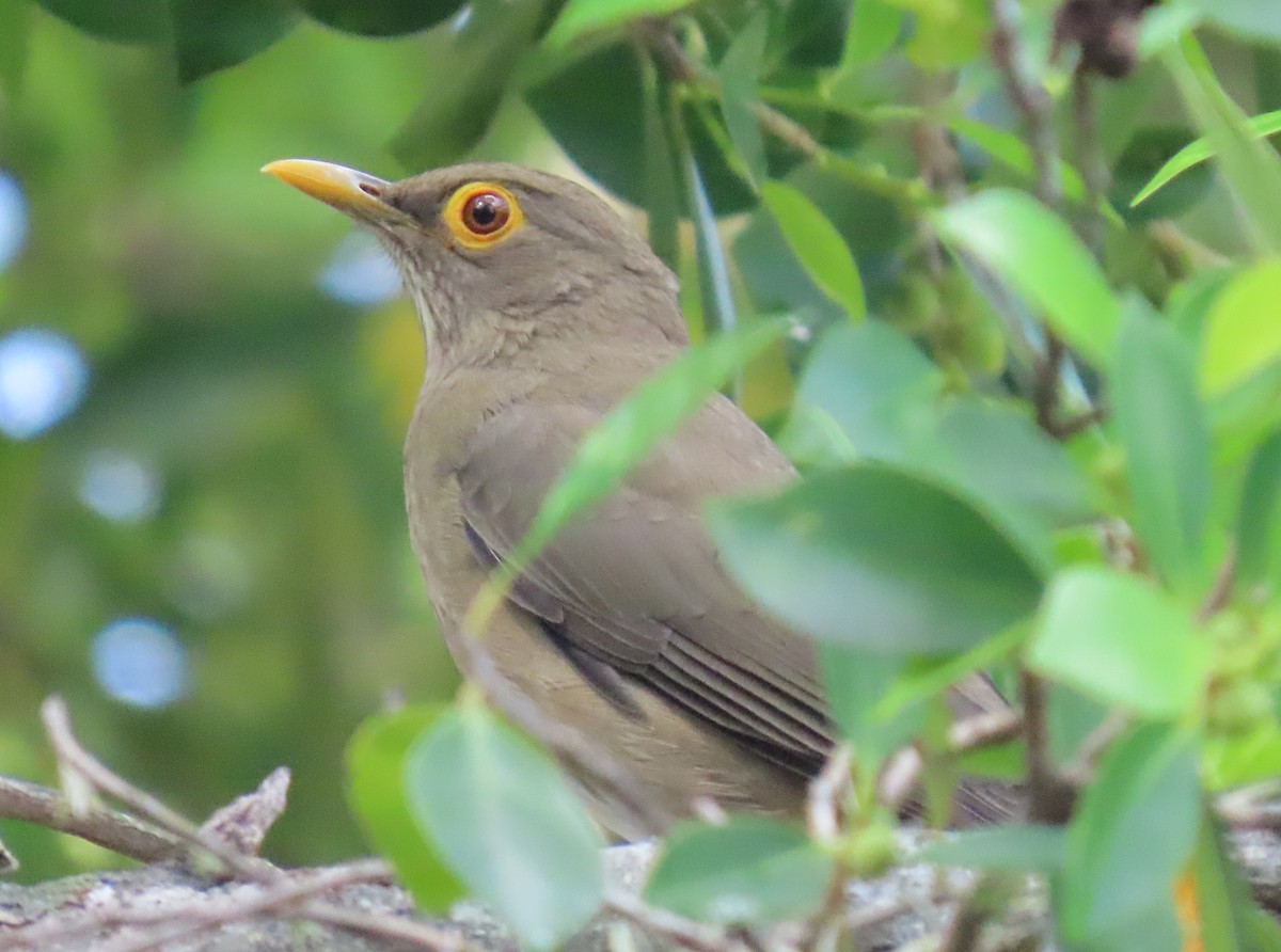 Желтоглазый дрозд - ML644522657