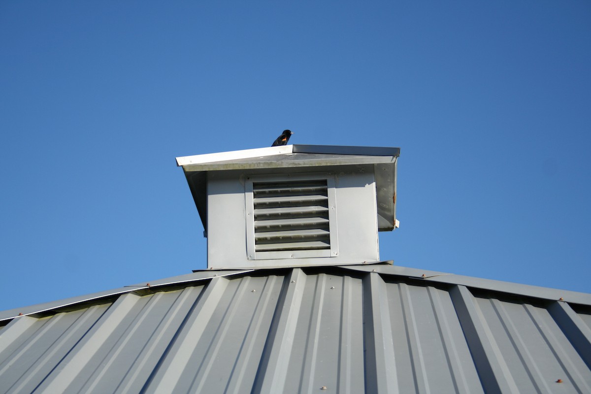 Red-winged Blackbird - ML644522659