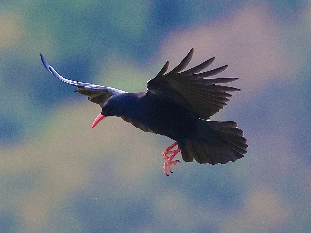 Red-billed Chough - ML644522661