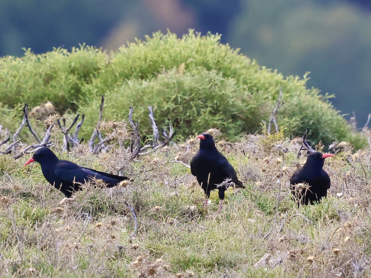 Red-billed Chough - ML644522662