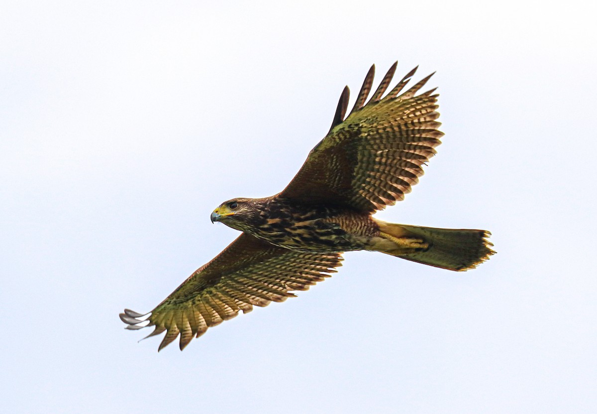 Harris's Hawk - ML644522663