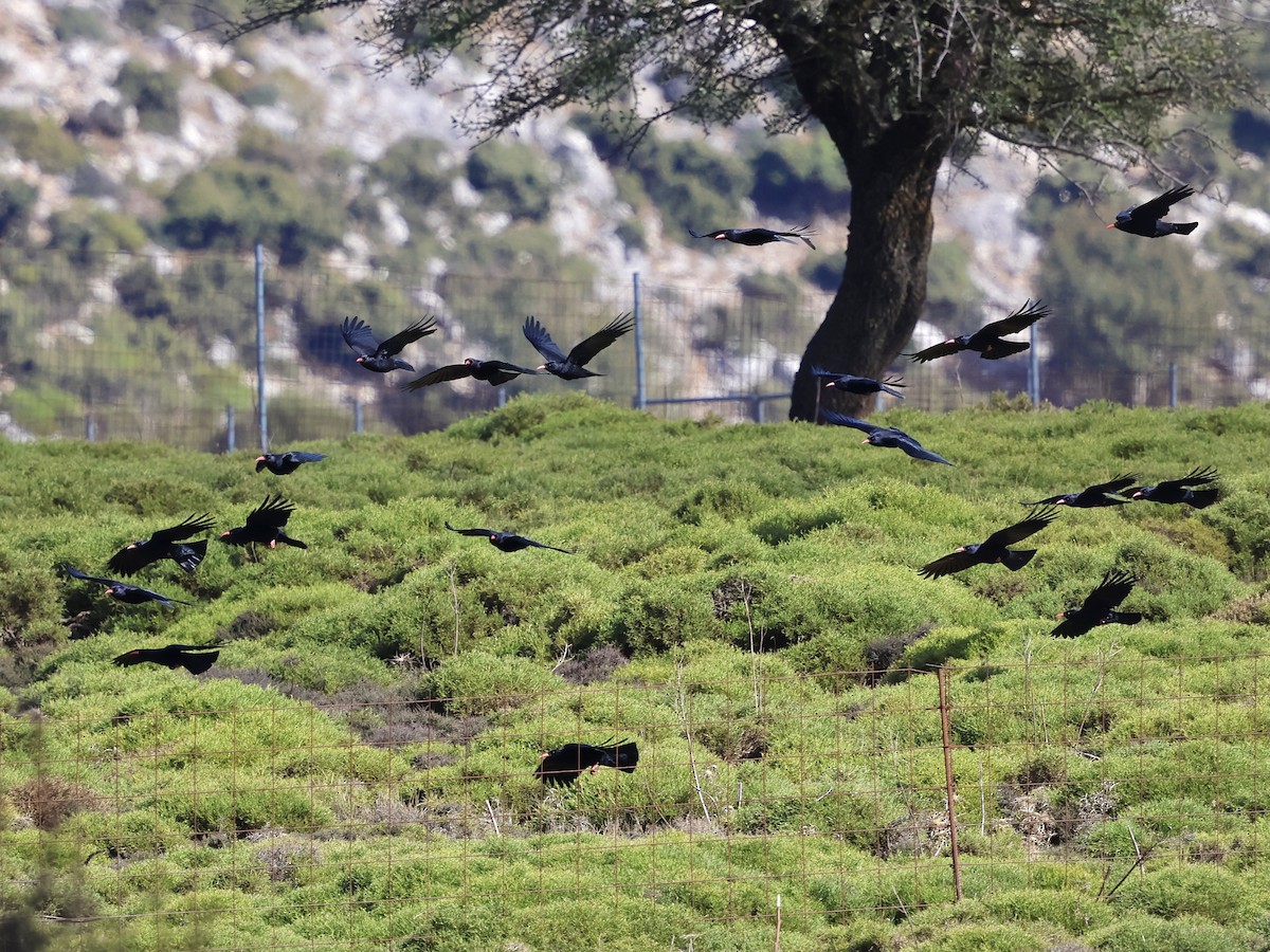 Red-billed Chough - ML644522664