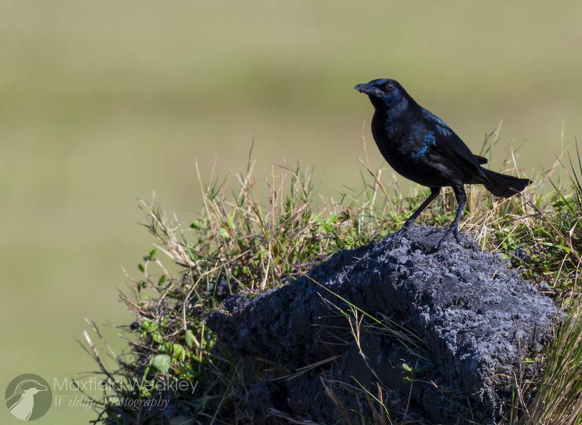 Quiscale des marais (westoni) - ML644522666