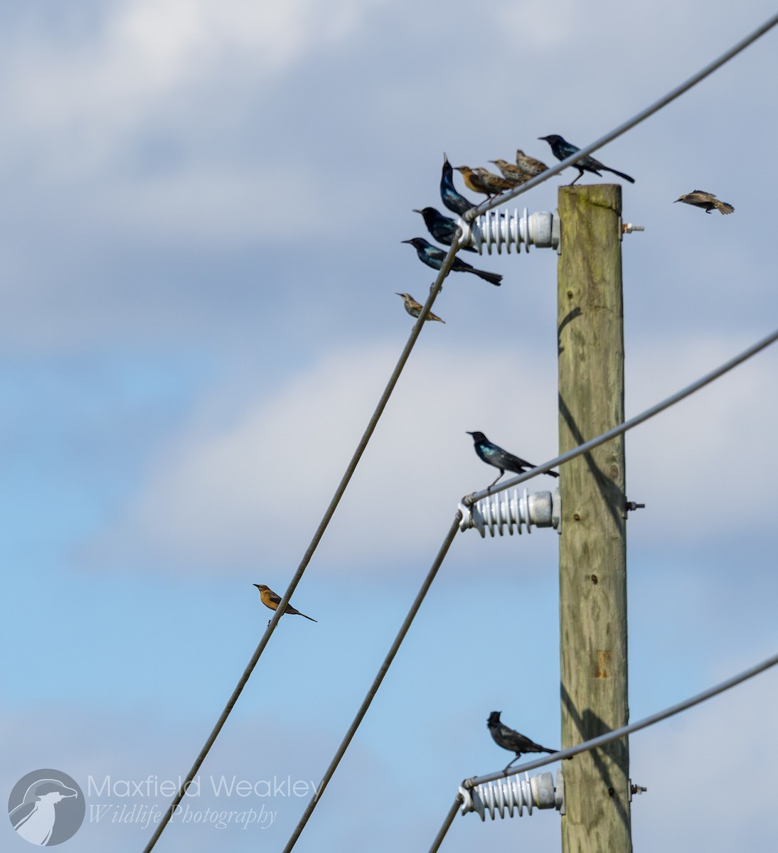 Quiscale des marais (westoni) - ML644522667