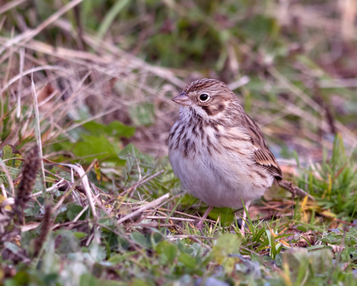 Vesper Sparrow - ML644522669