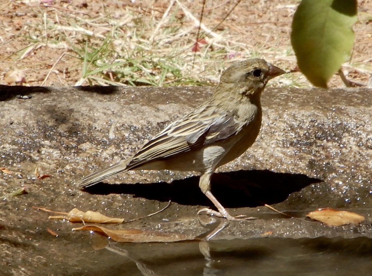 Red Fody - ML644522672