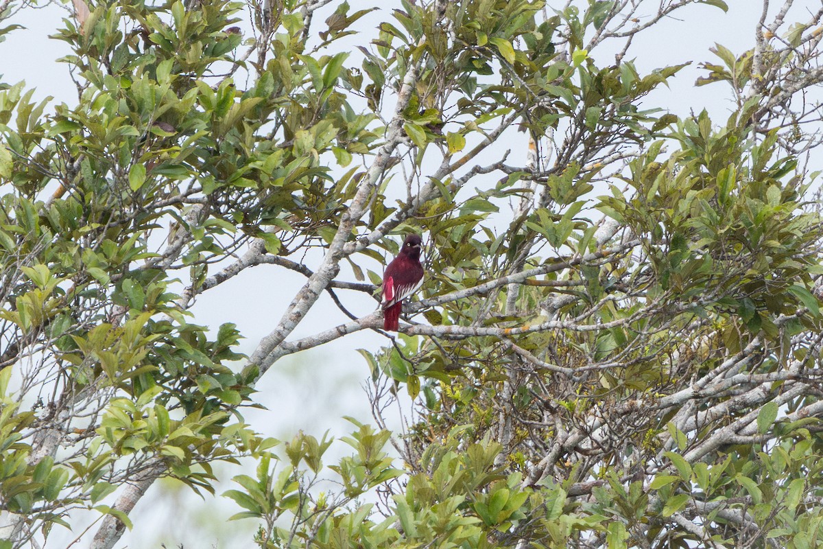 Pompadour Cotinga - ML644522673