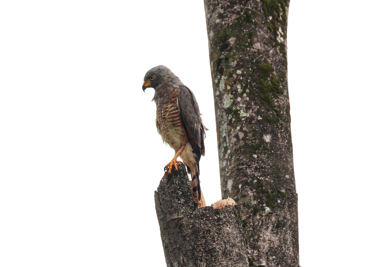 Roadside Hawk - ML644522674