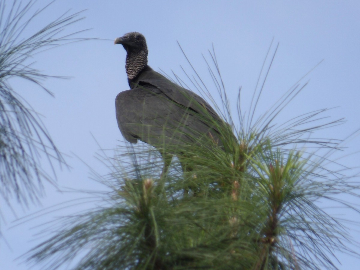 kondor havranovitý - ML644522678