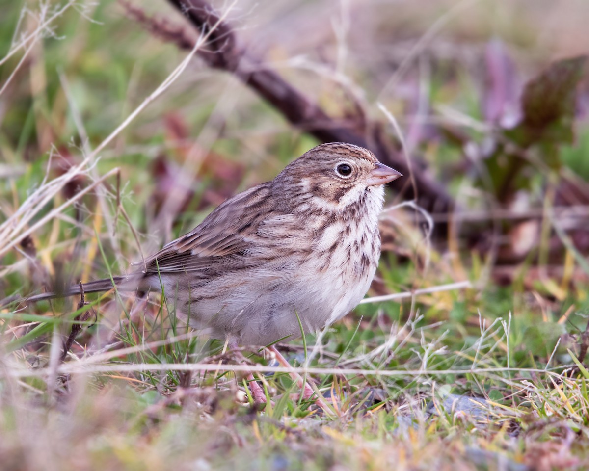 Vesper Sparrow - ML644522679