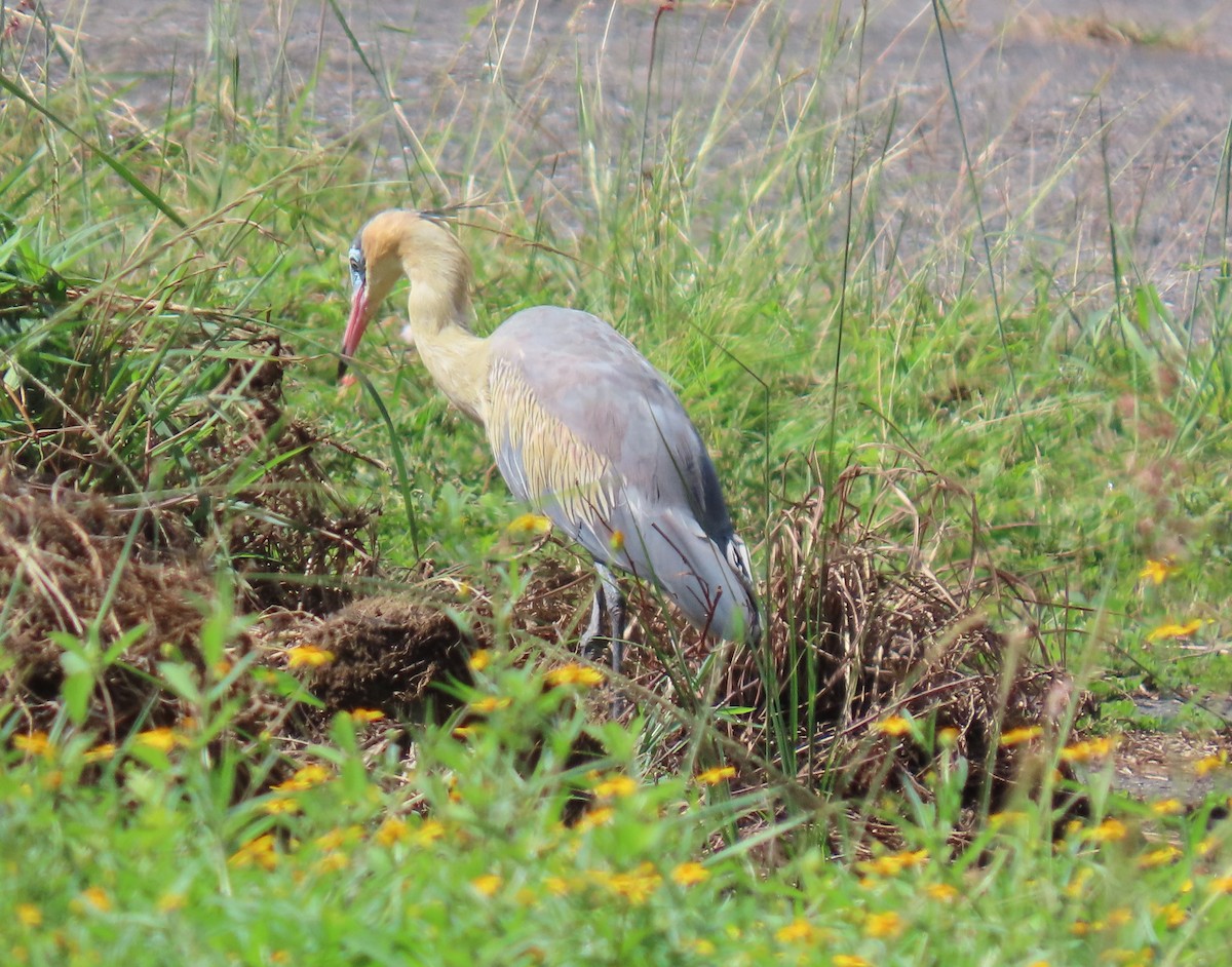 キムネゴイ - ML644522689