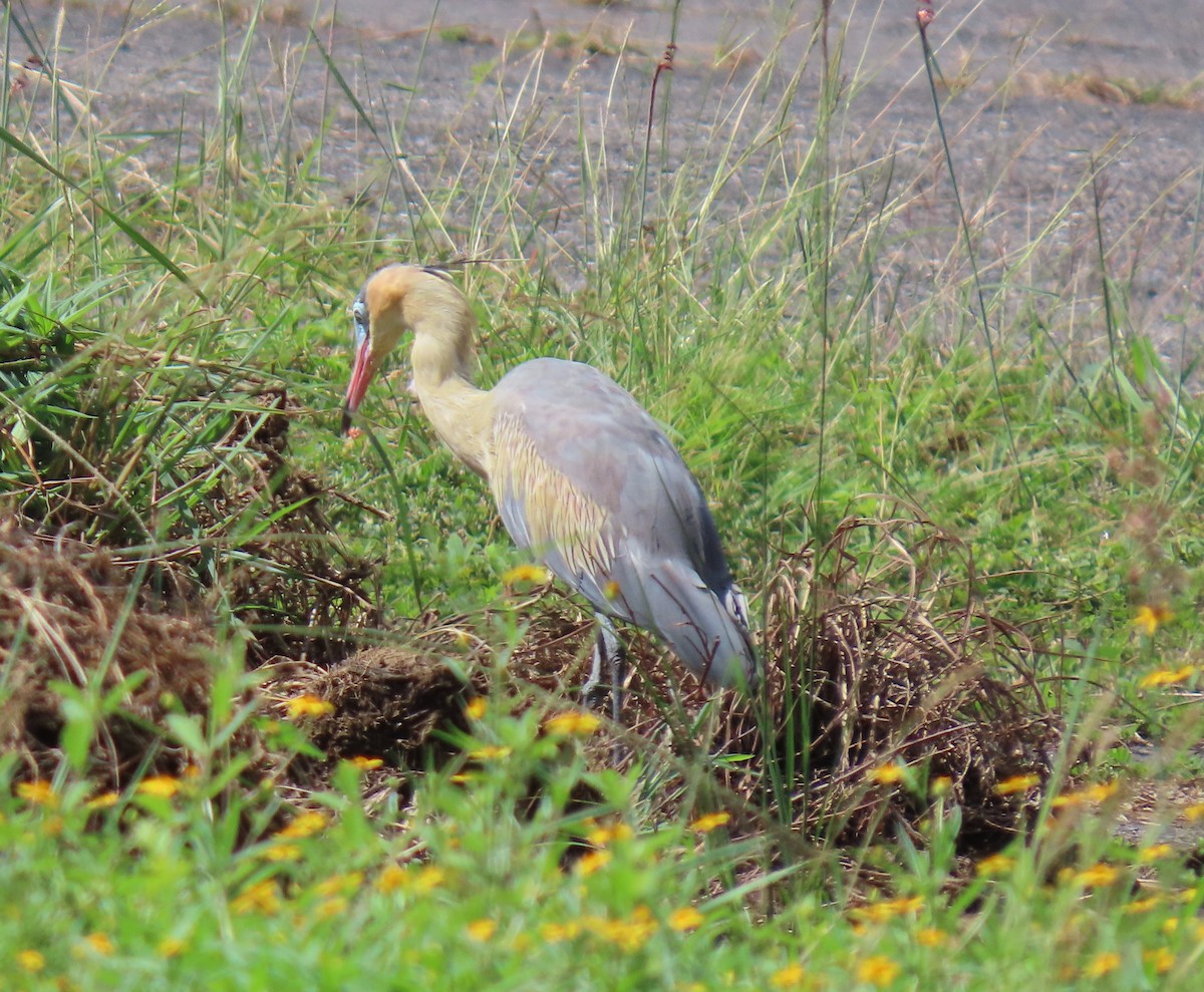 キムネゴイ - ML644522690