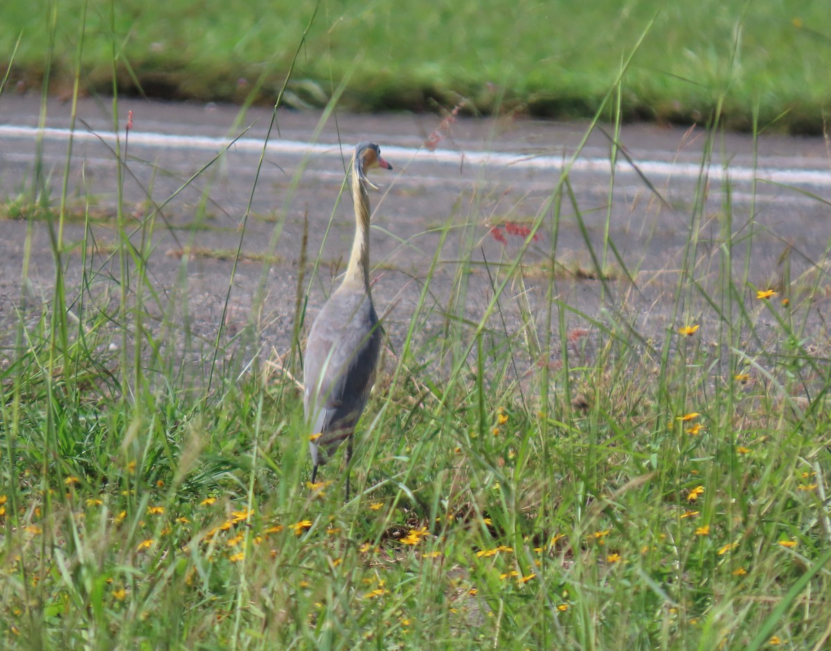 キムネゴイ - ML644522691