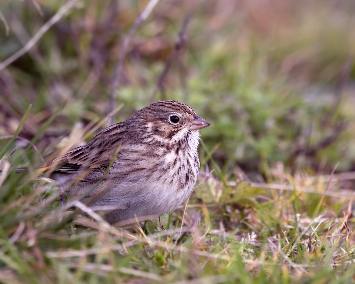 Vesper Sparrow - ML644522692