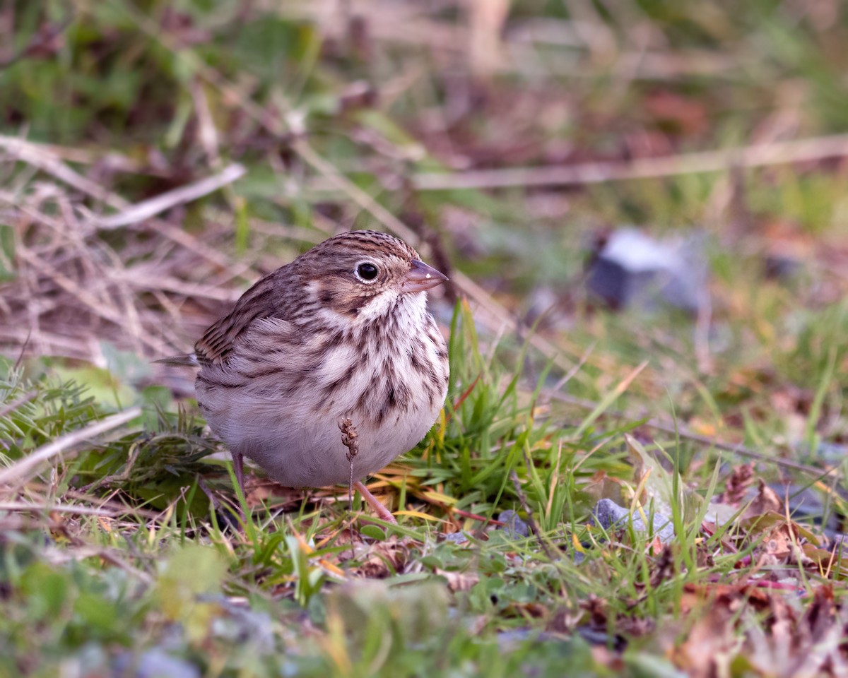 Vesper Sparrow - ML644522693