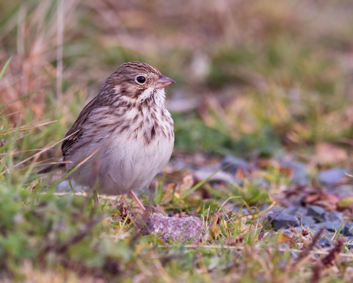Vesper Sparrow - ML644522694