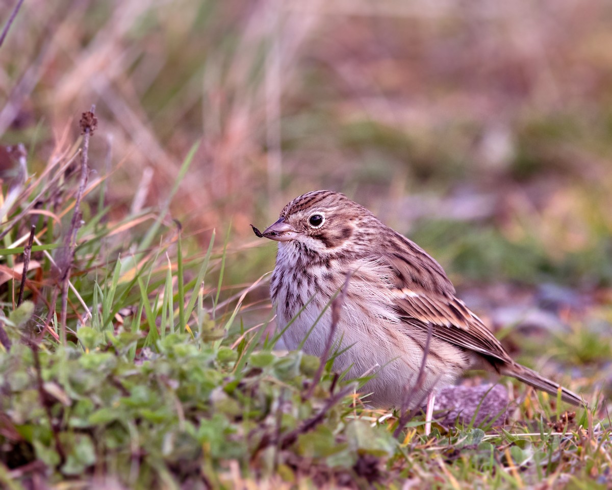 Vesper Sparrow - ML644522695
