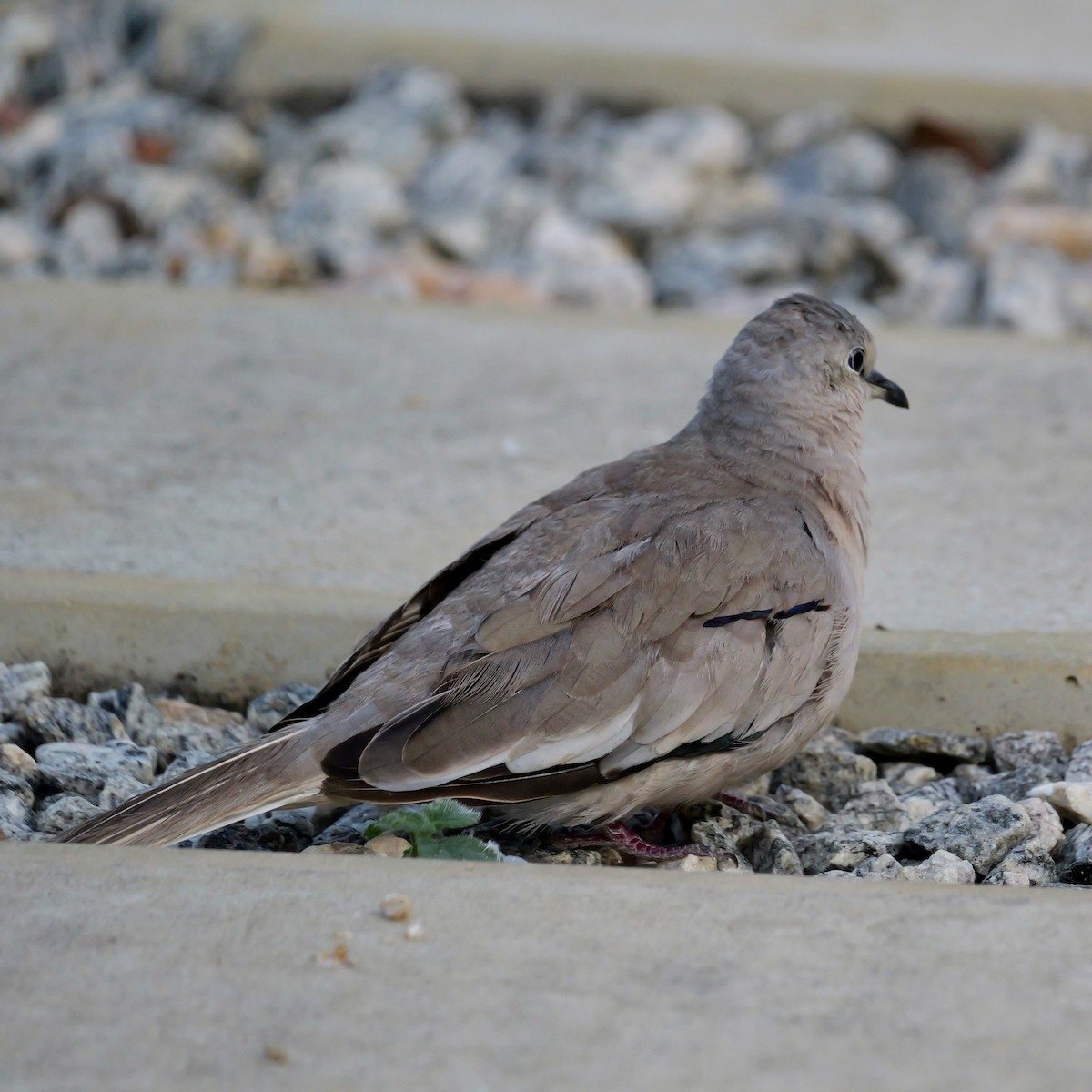 Picui Ground Dove - ML644522712
