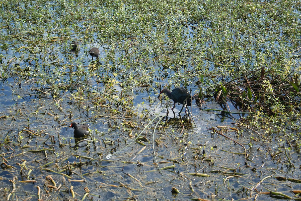 Gray-headed Swamphen - ML644522714
