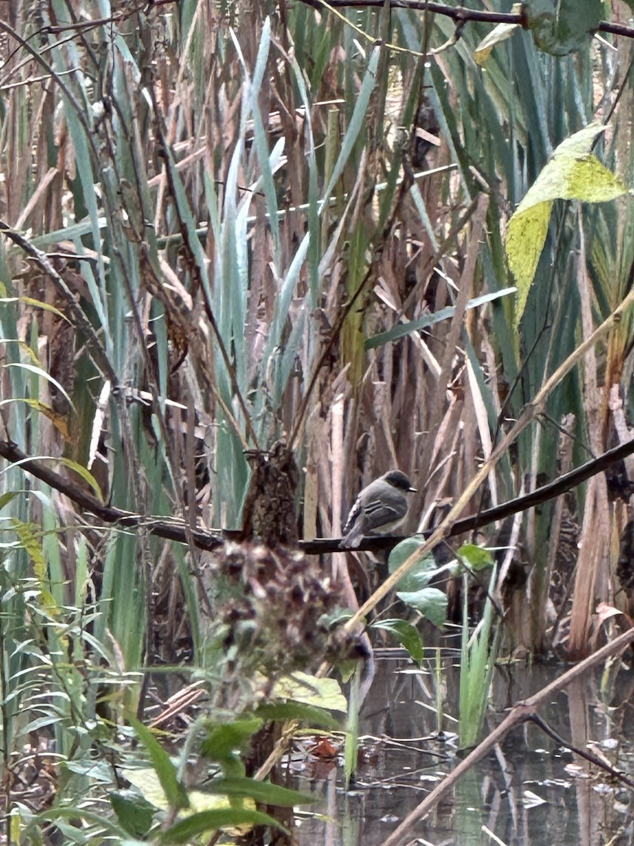 Moucherolle phébi - ML644522716