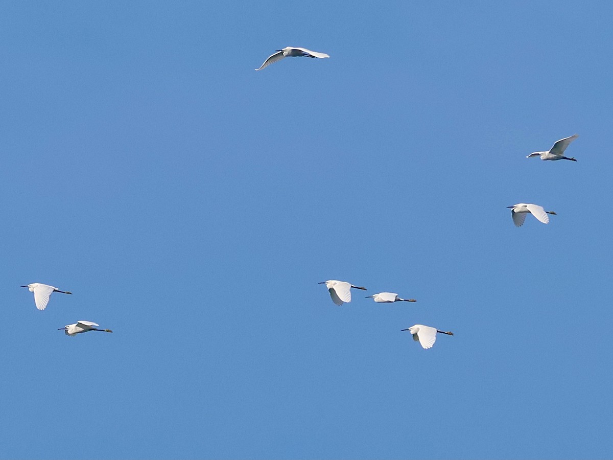 Little Egret - ML644522721