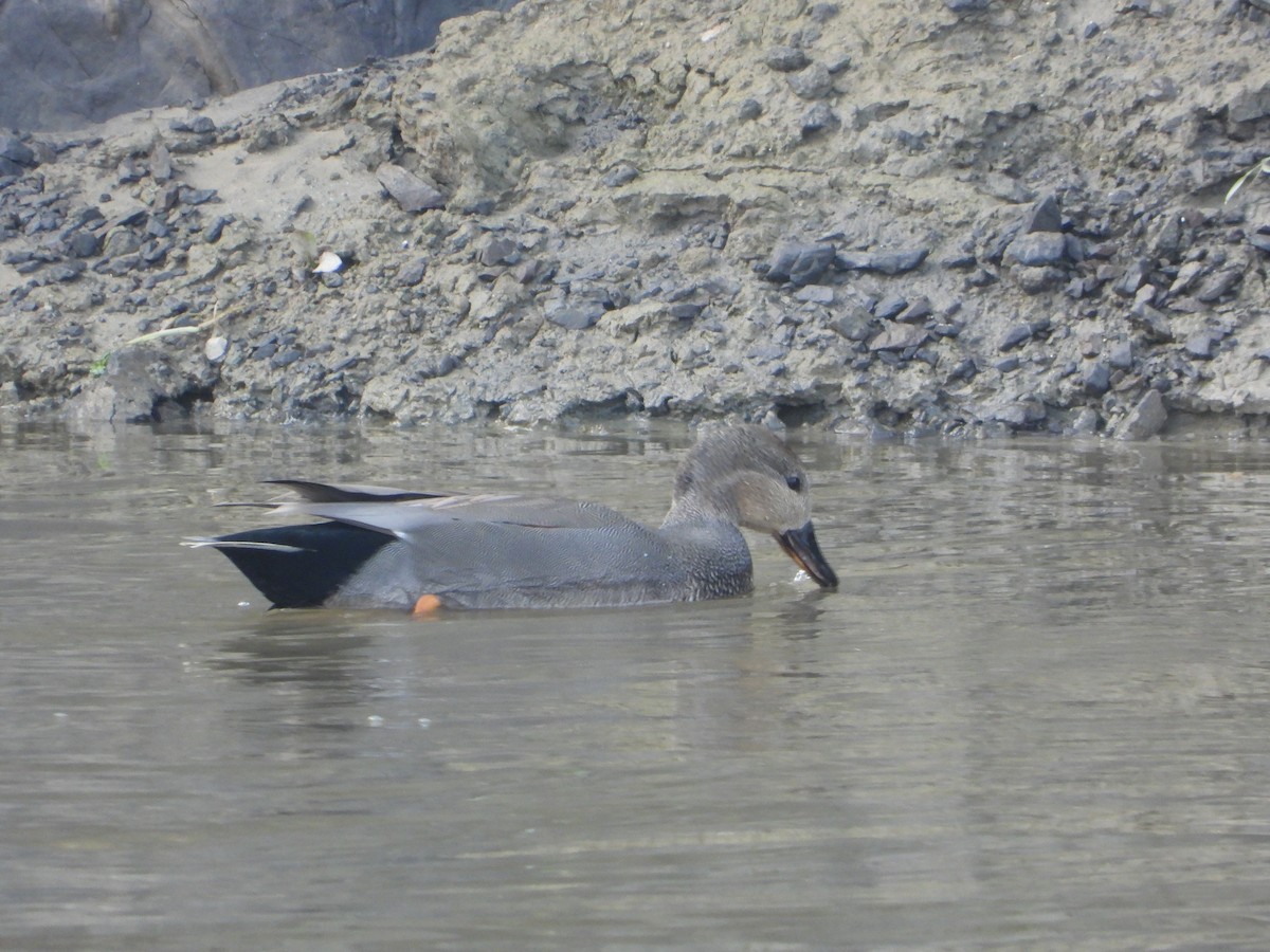 Canapiglia - ML644522733