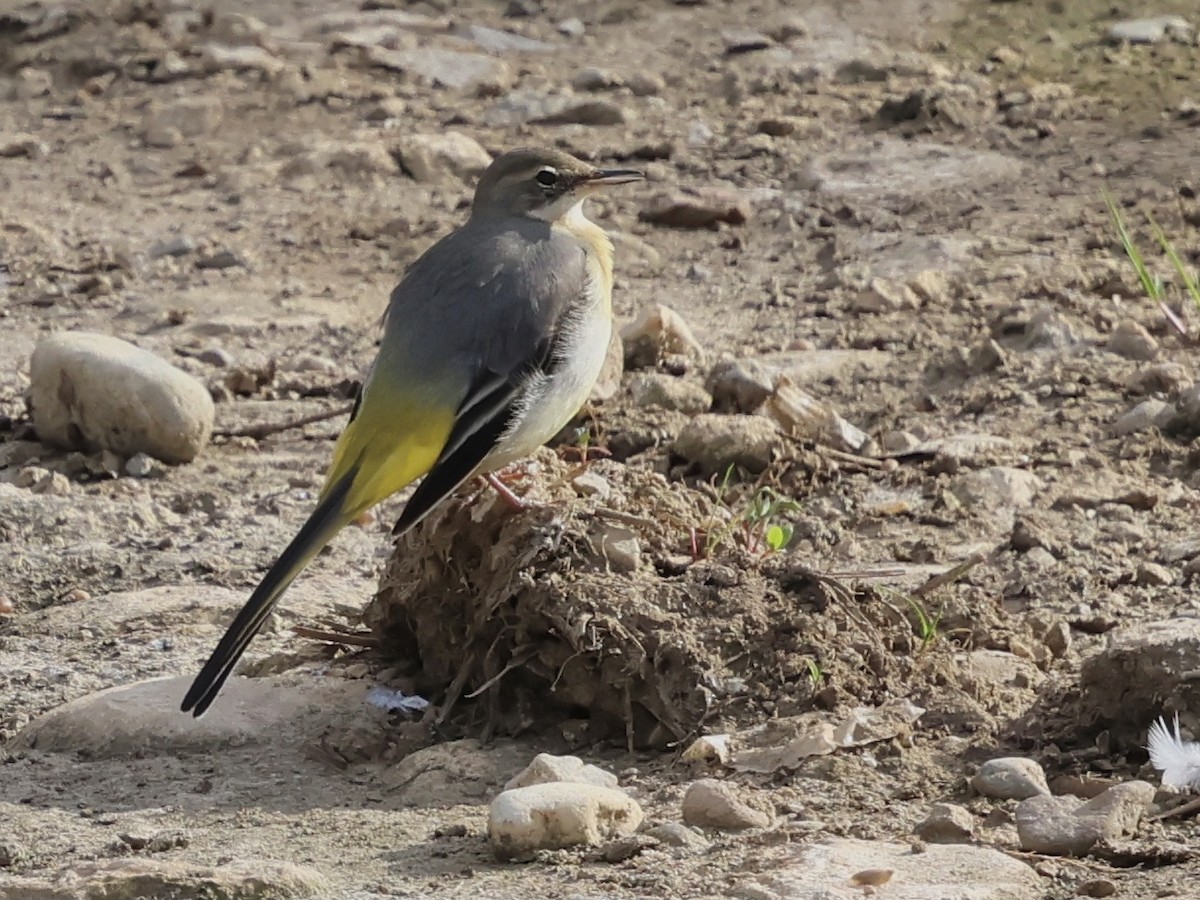 Gray Wagtail - ML644522735