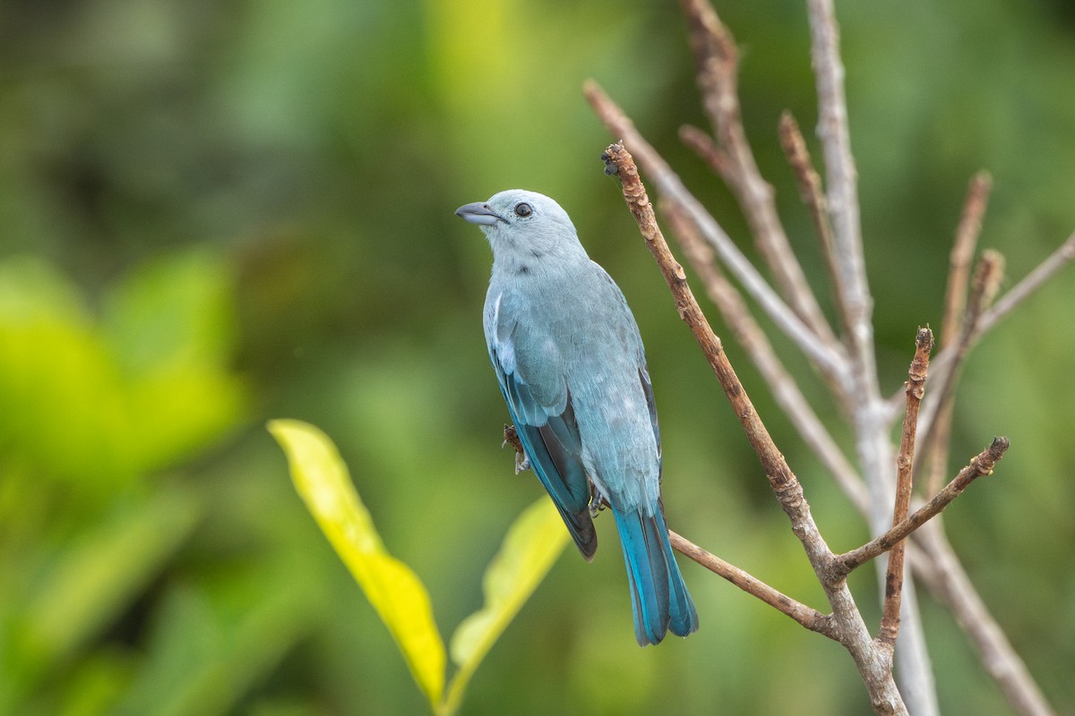 Blue-gray Tanager - ML644522739