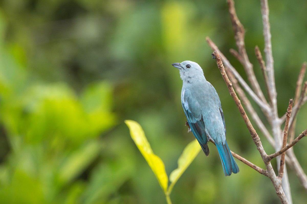 Blue-gray Tanager - ML644522740