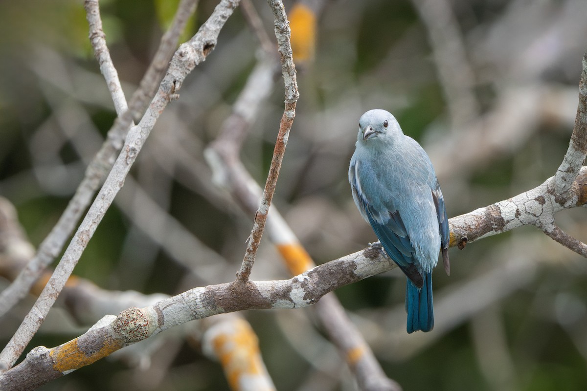 Blue-gray Tanager - ML644522741