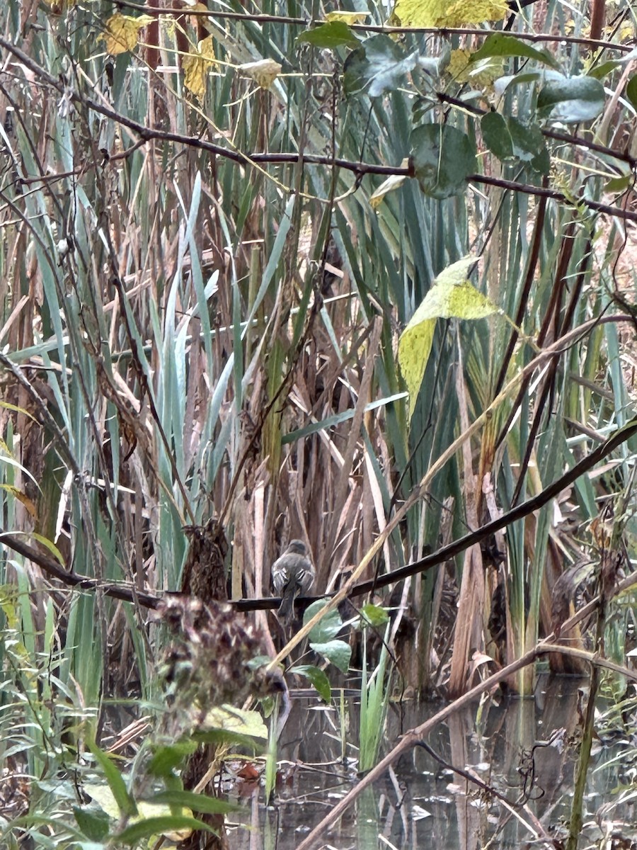 Moucherolle phébi - ML644522742