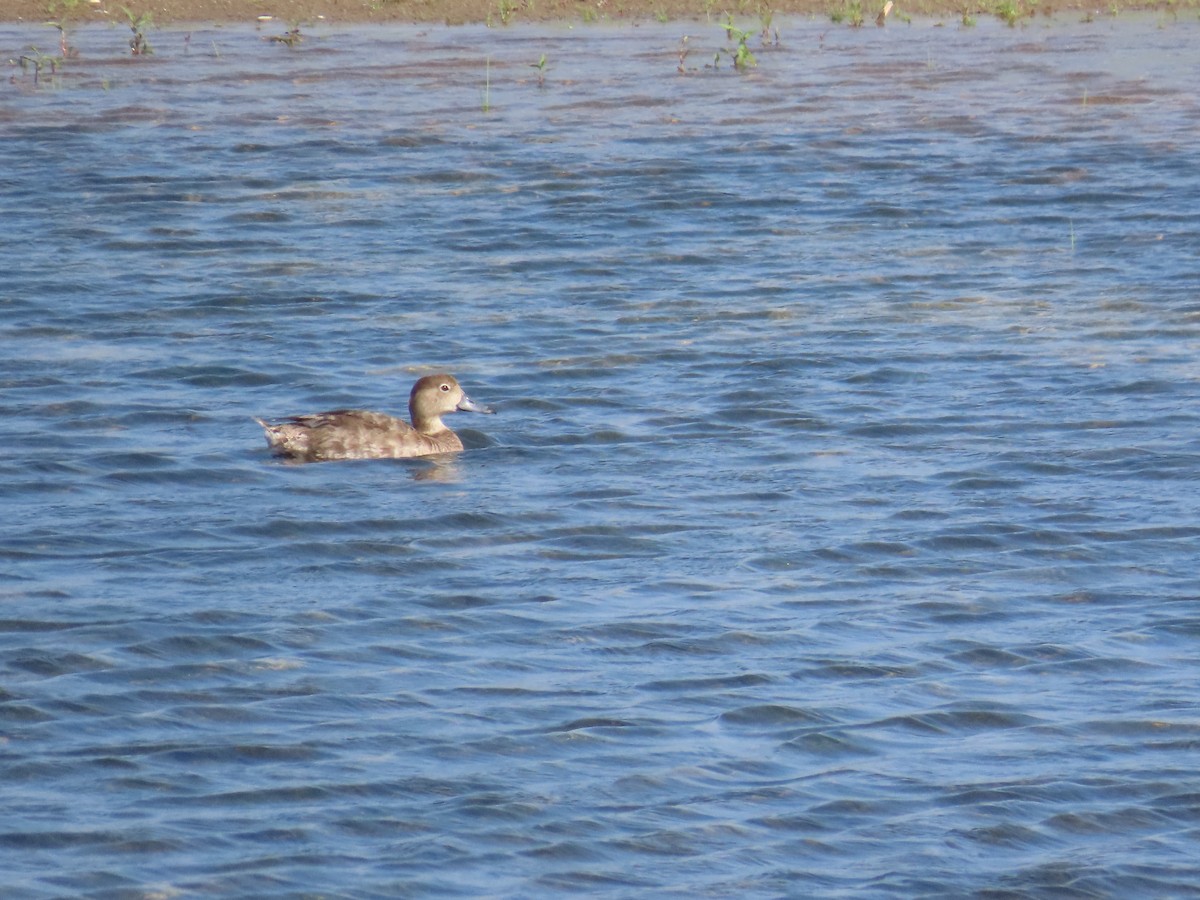 Murgilari burugorria - ML644522748