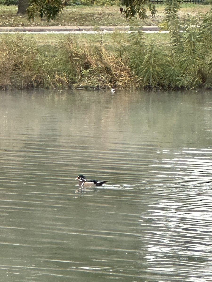 Ahate karolinarra - ML644522749