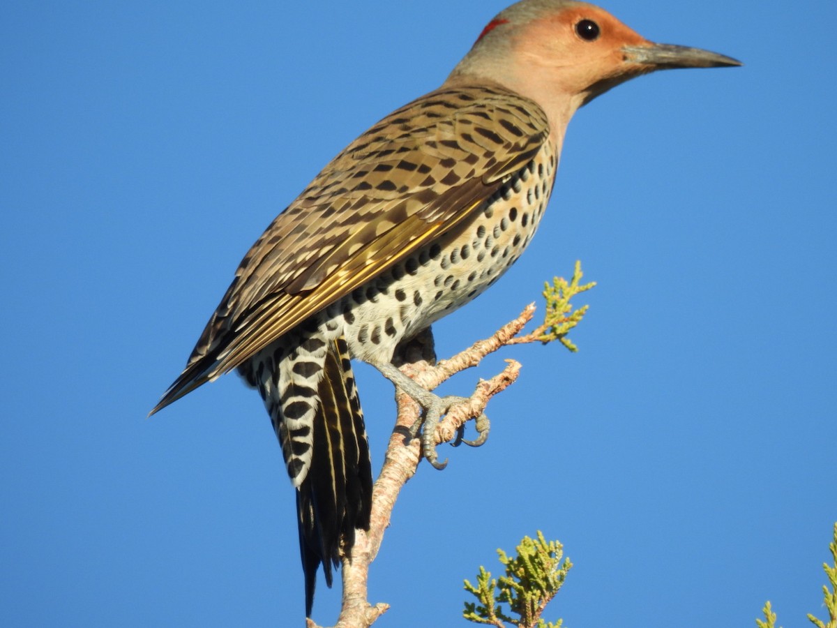 Northern Flicker (Yellow-shafted) - ML644522751