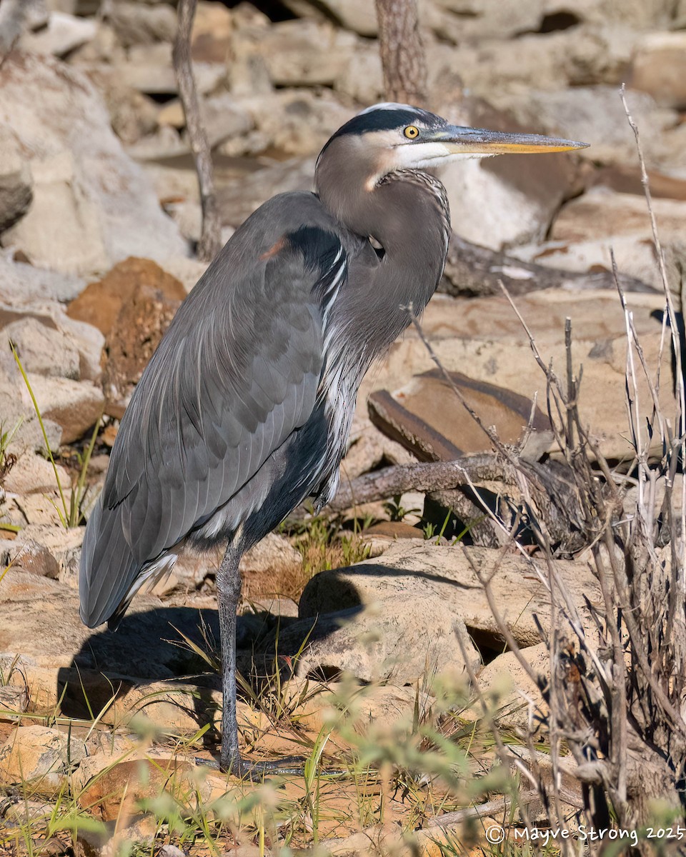 Koartza hauskara amerikarra - ML644522752