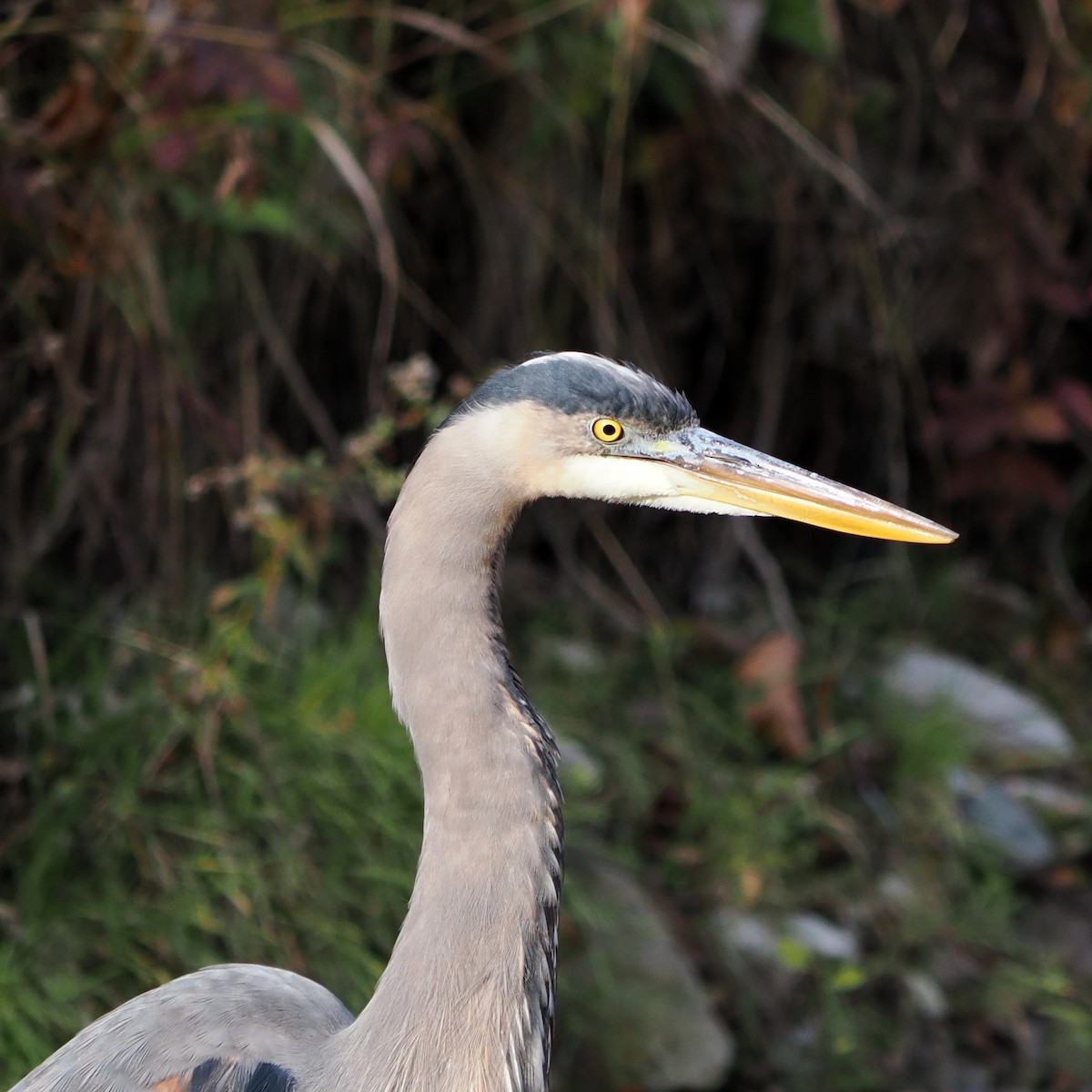 Koartza hauskara amerikarra - ML644522754