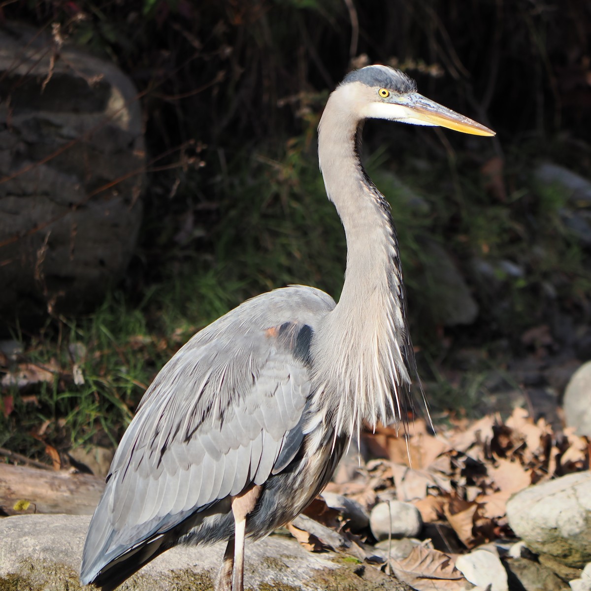 Koartza hauskara amerikarra - ML644522755