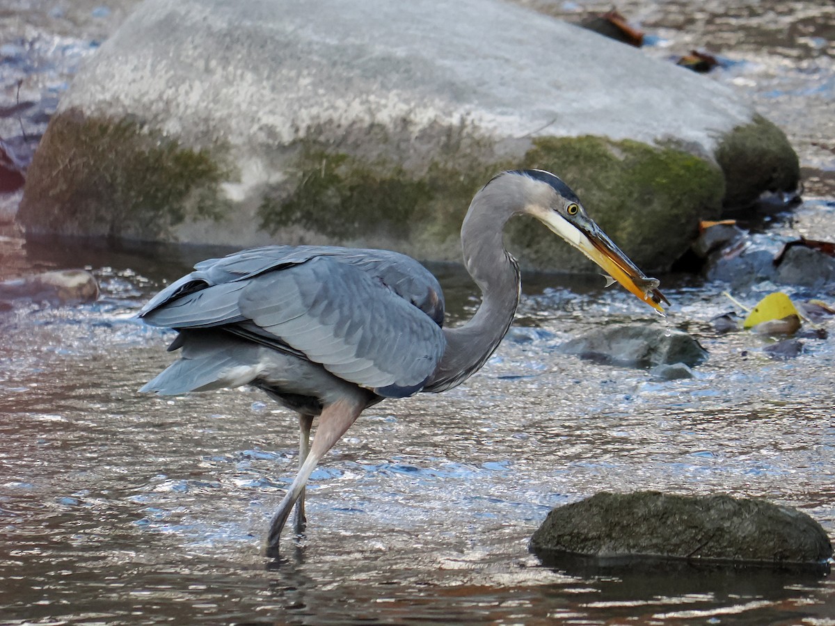 Koartza hauskara amerikarra - ML644522756