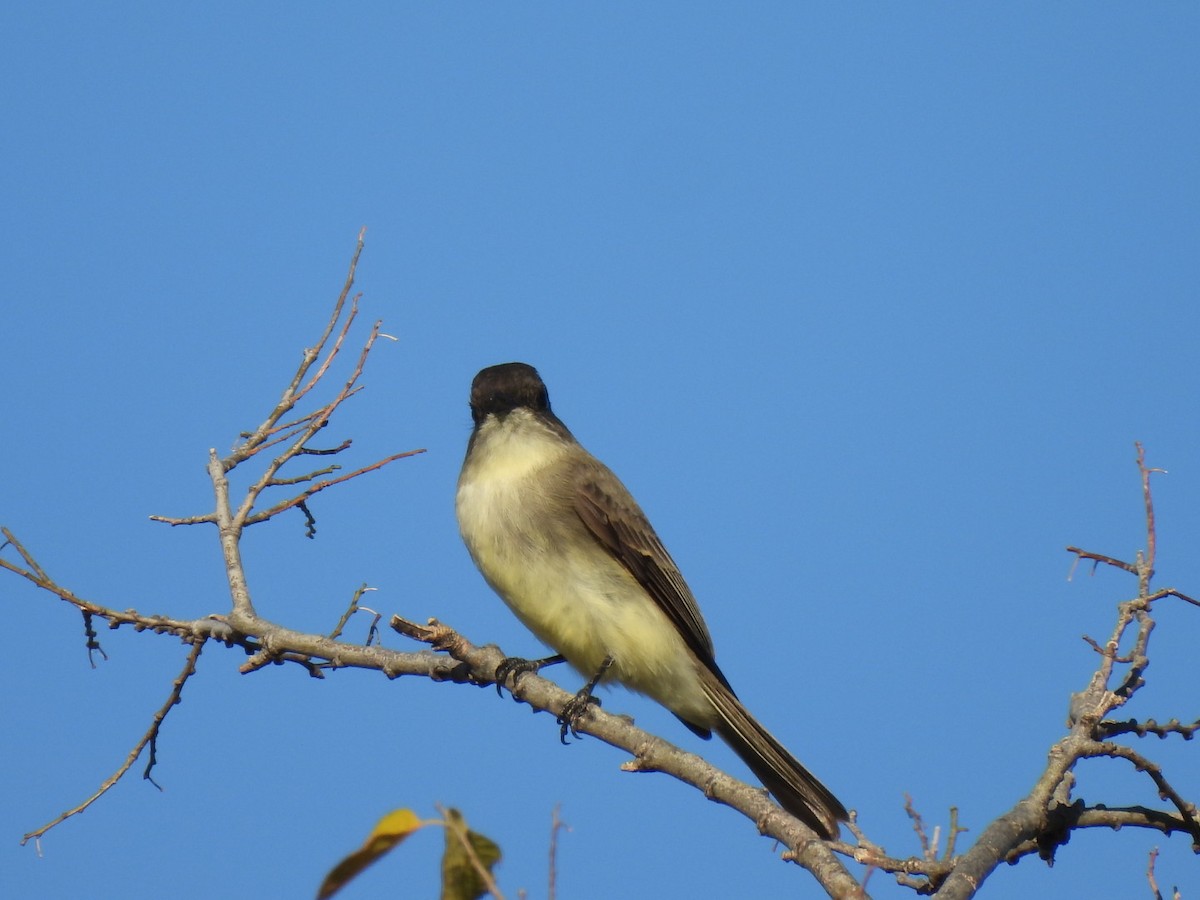 Eastern Phoebe - ML644522758