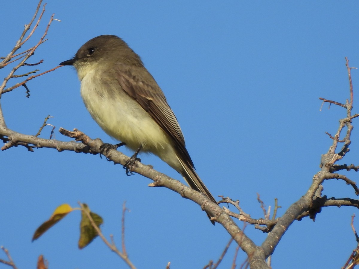 Eastern Phoebe - ML644522759