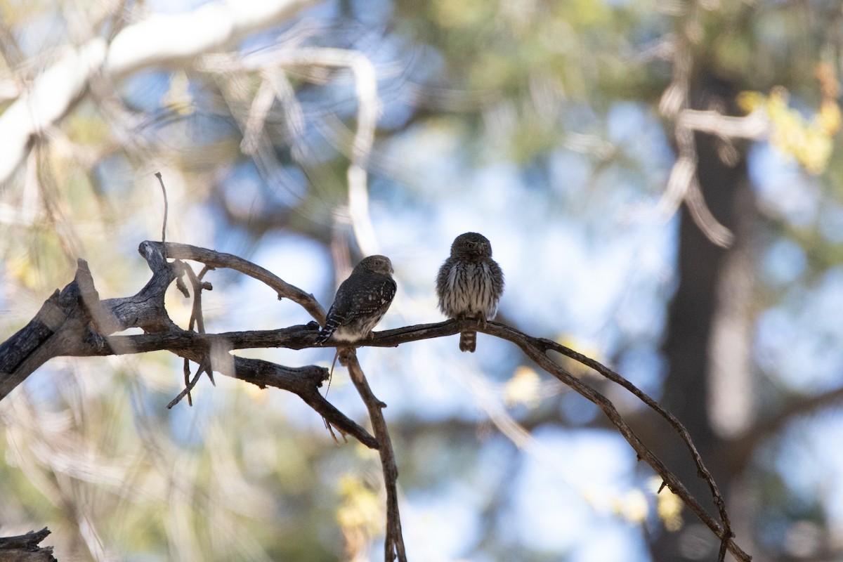 gnomugle - ML644522760