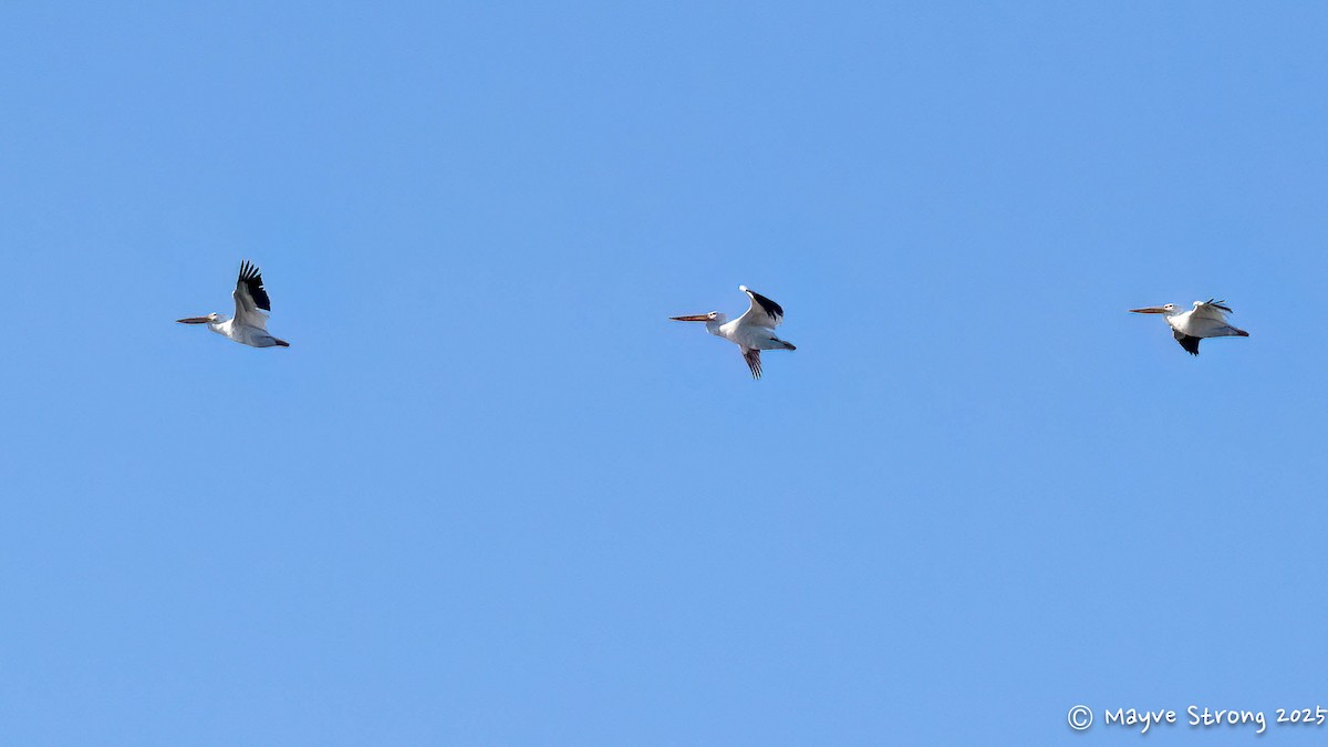 Pelikano zuri amerikarra - ML644522761