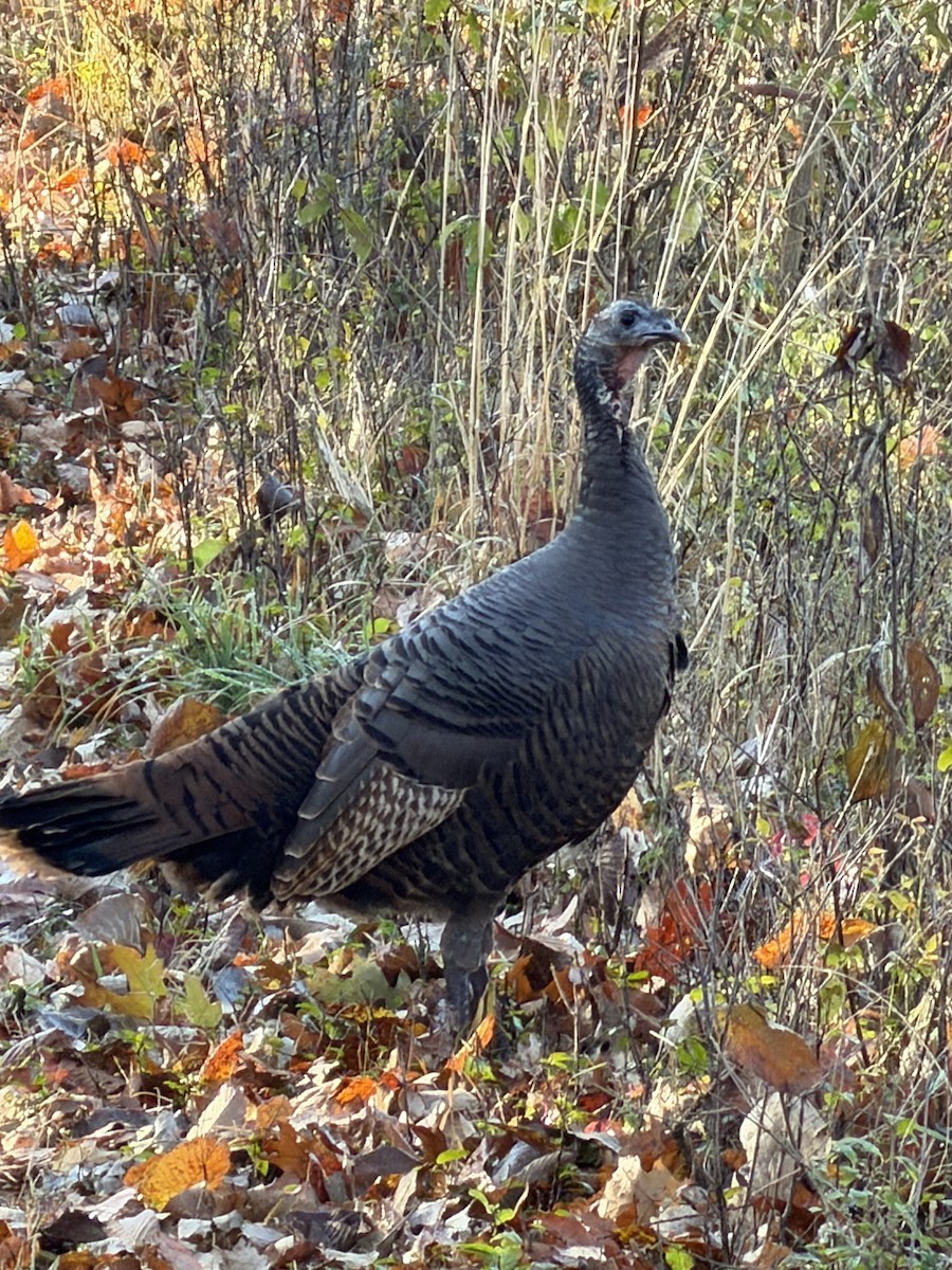 Indioilar arrunta - ML644522762